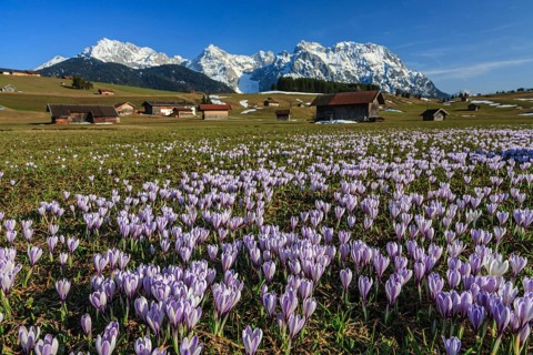 Wild crocuses, purple, mountain flowers, hummocky meadows, Karwendel mountains, near Mittenwald,