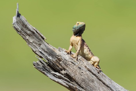 Ground Agama (Agama aculeata), breeding male, on low log, Kalahari Desert, Kgalagadi Transfrontier