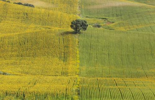Sunflowers (Helianthus annuus), fields with solitary holm oak (Quercus ilex), cultivations near