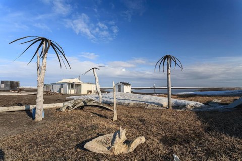 Palm trees made of whale skin, art, Inuit, Point Barrow, Barrow, Alaska, USA