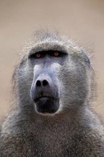 Chacma Baboon (Papio ursinus), adult, animal portrait, Kruger National Park, South Africa