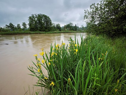 A group of flowering yellow Siberian irises (Iris sibirica), Flachsee nature reserve, Rottenschwil.