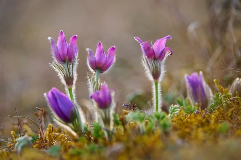Pasque flower (Pulsatilla vulgaris), purple blooming spring flowers, Werbach, Tauber Valley,