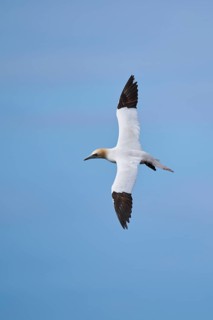 Northern gannet (Morus bassanus) flying over the sea, wildlife, Helgoland, Germany