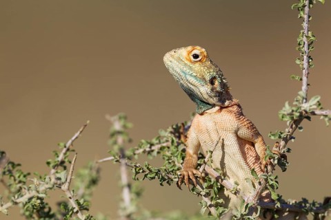 Ground Agama (Agama aculeata), male, climbing on low shrub, Kalahari Desert, Kgalagadi
