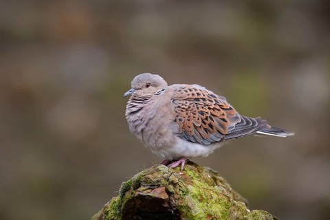 Turtle dove (Streptopelia turtur) adult bird on a concrete post, England, United Kingdom