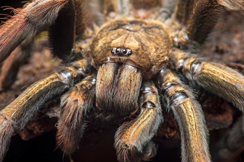Young tarantula (Pamphobeteus insignis) (Theraphosidae), Choco forest, Canande River nature