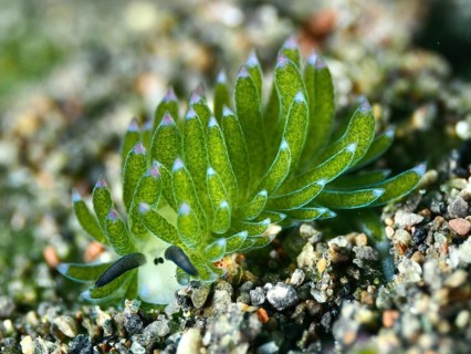 Close-up of a green snail, leaf sheep snail (Costasiella kuroshimae), called Shaun the Sheep. Sea