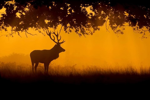 Red deer (Cervus elaphus), stag standing in a woodland at sunrise, Surrey, England, United Kingdom