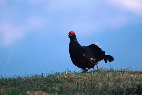 Black grouse (Lyrurs tetrix) morning courtship display on the hilltop, Styria, Austria, Europe,