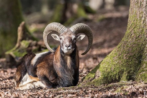 European mouflon (Ovis orientalis musimon), resting, Vulkaneifel, Eifel, Rhineland-Palatinate,