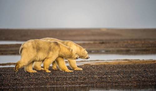 Two polar bears (Ursus maritimus), gravel island, Kaktovik, Barter Iceland, Beaufort Sea, Alaska,