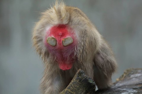 Hind with calluses of japanese macaque (Macaca fuscata), buttocks, cornea, detail, captive