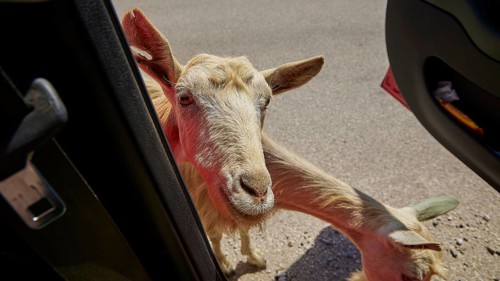 A curious goat looks through an open car door onto the road, goat (s), free-range, central north of
