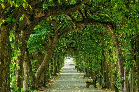 Lime tree arcade (Tilia), court garden, palace garden, Dachau Castle, Dachau, Upper Bavaria,