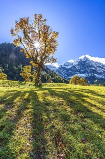 Maple tree in front of snow-covered mountains, sunbeams, backlight, autumn colours, sunny, Engalm,