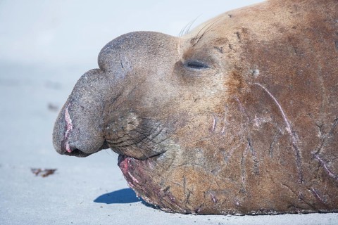 Southern elephant seal (Mirounga leonina) male, portrait, sleeping, Sea Lion Island, South