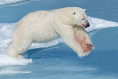 Polar bear (Ursus maritimus), male with blood on legs, jumping over water, Spitsbergen Island,