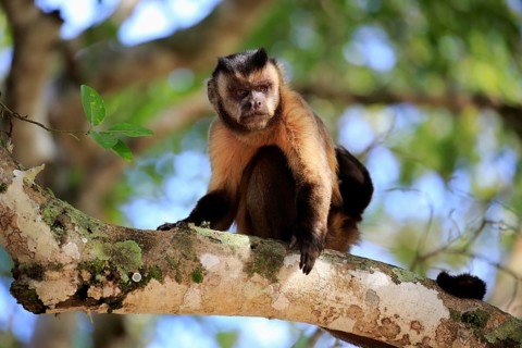 Tufted capuchin (Cebus apella), adult monkey in a tree, Pantanal, Mato Grosso, Brazil