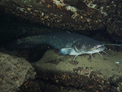 A catfish (Silurus glanis), Waller lies protected between stones and shells in the water, dive site