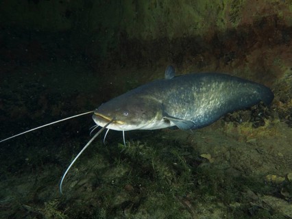A large catfish (Silurus glanis), Waller, swimming near a wall in dark water, dive site Zollbrücke,