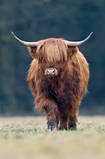 Highland cattle (Bos taurus), adult animal standing in a meadow, Switzerland