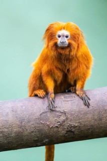 Golden lion tamarin (Leontopithecus rosalia), climbing on a tree, captive, Germany