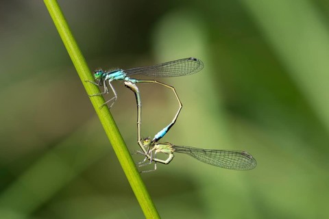 Great-tailed Damselfly (Ischnura elegans) pair mating, mating wheel, Hesse, Germany