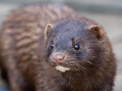 A curious mink