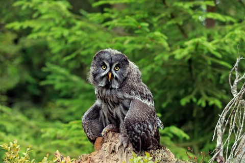Great grey owl (Strix nebulosa), adult on lookout, Kasselburg Vulkaneifel, Germany