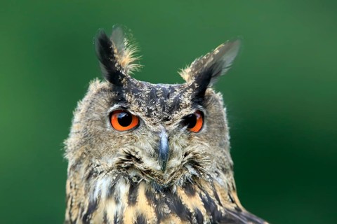 Eurasian Eagle-owl (Bubo bubo), adult, captive, Eifel, Rhineland-Palatinate, Germany