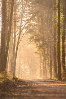 A quiet forest path with trees and translucent sunlight creating an autumnal mood, Calw, Black