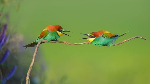 European bee-eaters (Merops apiaster), two males fighting over perch, turf war, Kiskunság National