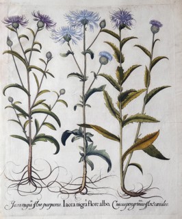 Dyer's catchfly (Serratula Tinctoria), meadow knapweed (Centaurea Jacea), blue thistle