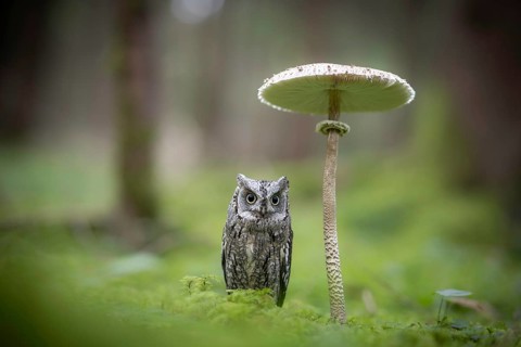 Eurasian Scops Owl (Otus scops) captive, Bavaria, Germany