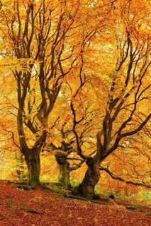 Gnarled old beech trees in the Hutewald forest in autumn in full autumn colour, Hutewald Halloh,