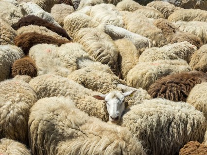 Flock of sheep, Brez, Cantabria, Spain
