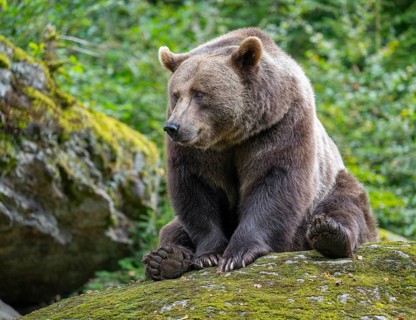 Brown bear (Ursus arctos) sitting on a rock covered with moss, captive, Bavarian Forest National