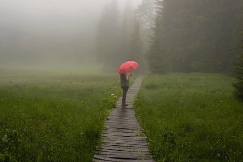 Woman 60-65 with umbrella in the Hühnermoos on a cloudy day with fog, a high moor at the Söllereck