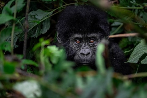 Mountain gorilla (Gorilla berengei berengei), Bwindi Impenetrable National Park, Uganda