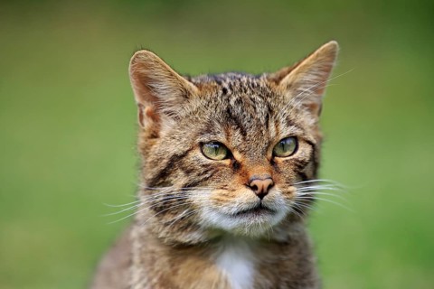 European Wildcat (Felis silvestris silvestris), adult, Surrey, England, United Kingdom