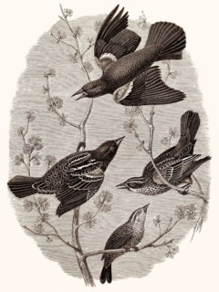 Der Gemeine Star, Sturnus vulgaris, auch bekannt als Europäischer Star