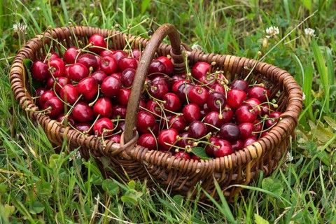 Wild cherries (Prunus avium) in a woven basket in the grass, Mecklenburg-Western Pomerania, Germany