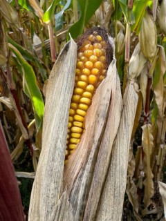 Ripe corn corn cob with visible yellow corn kernels of maize Corn plant (Zea mays), Germany