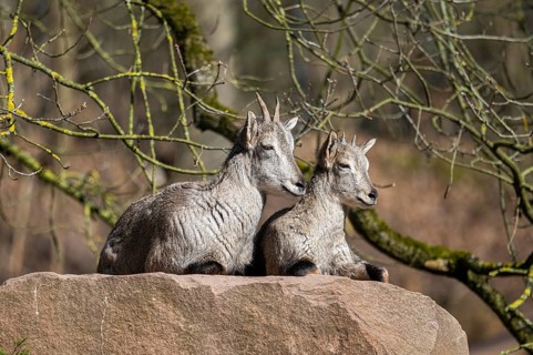 Two Bharal (Pseudois nayaur) lying on a rock on a sunny day in spring, captive, Germany