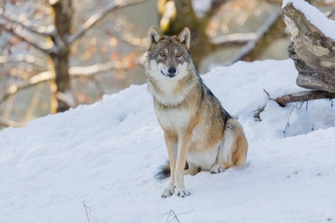 An adult female grey wolf (Canis lupus lupus) sits on the sloping, snow-covered meadow at the edge