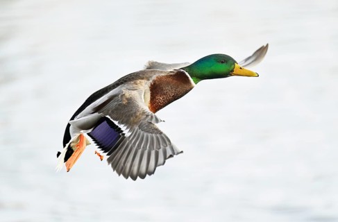 Mallard (Anas platyrhynchos), drake in flight, Lake Zug, Canton Zug, Switzerland