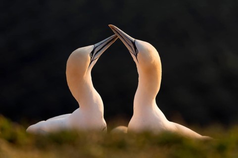 Northern Gannet (Sula bassana), courtship, breeding season, Schleswig-Holstein, Heligoland, Germany