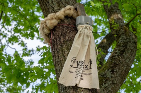 Sheep's wool ring and a linen bag tied around a branch, trap for oak processionary moth on an oak