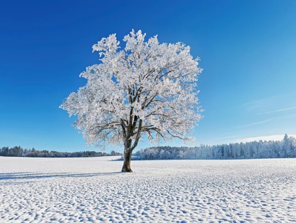 English oak (Quercus robur, synonym: Quercus pedunculata), in hoarfrost, Schlatt, Müswangen, Canton